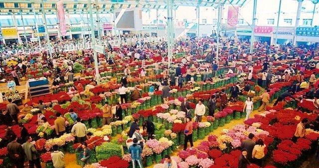 建平地区最近有哪些花卉市场？这些市场中有哪些特色花卉？