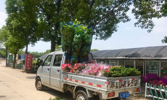 建平地区最近有哪些花卉市场？这些市场中有哪些特色花卉？