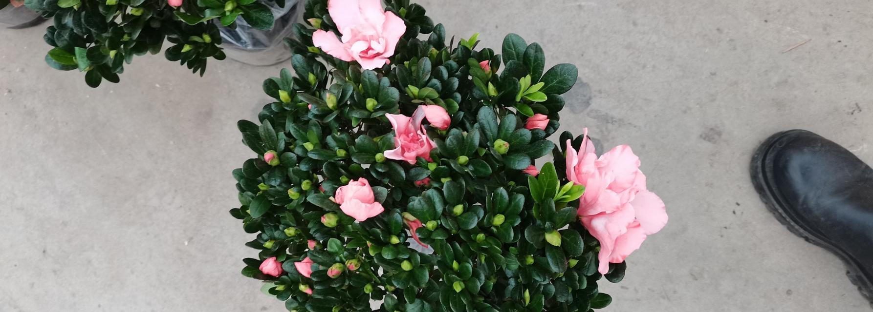 建平地区最近有哪些花卉市场？这些市场中有哪些特色花卉？