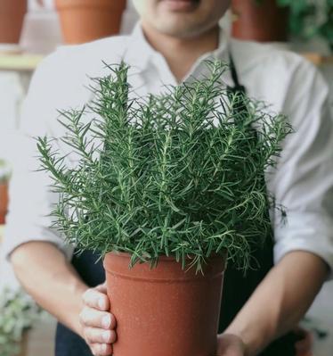 北方驱虫植物有哪些？如何利用植物天然驱虫？