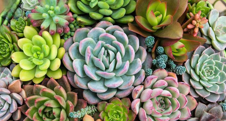 容易养的装饰盆栽花卉有哪些？它们的养护要点是什么？