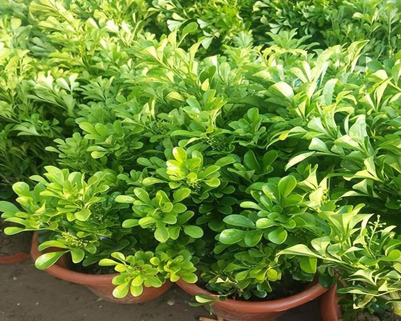 无土花卉芳香的原因有哪些？无土花卉为何能散发出芳香？