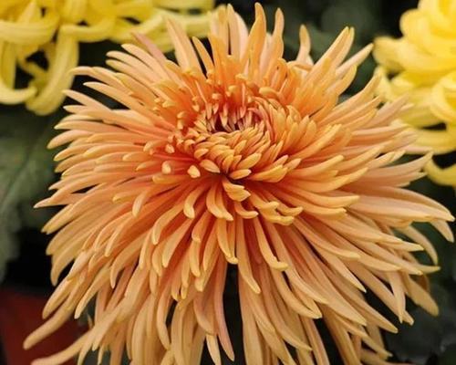菊花绿化常用哪些花卉品种？