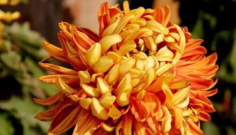 菊花绿化常用哪些花卉品种？