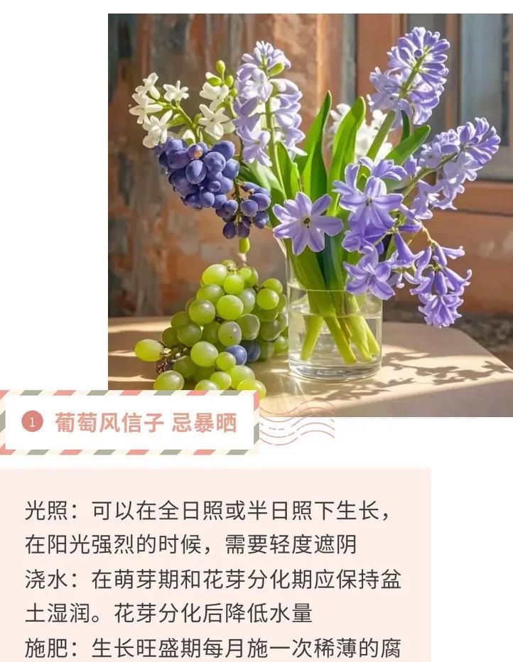 好存活绿植花卉选择和养护技巧？