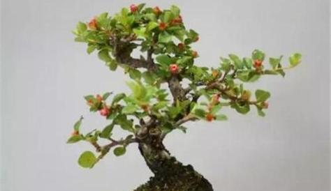 灌木盆栽植物的选择和养护方法？
