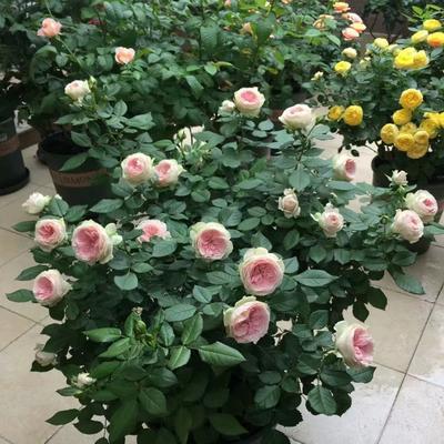 灌木盆栽植物的选择和养护方法？