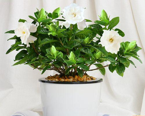 含盆的盆栽花卉有哪些？这些花卉的特点是什么？