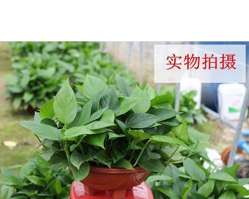 孕妇适合接触哪些盆栽植物？如何选择安全的室内植物？