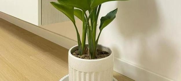 孕妇适合接触哪些盆栽植物？如何选择安全的室内植物？