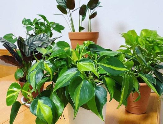 孕妇适合接触哪些盆栽植物？如何选择安全的室内植物？