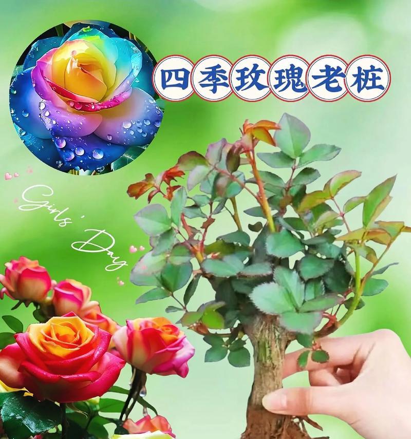 玫瑰花秋季如何养护？有哪些注意事项？