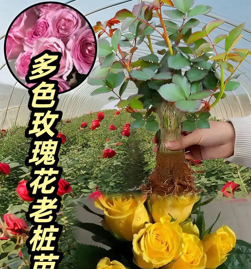玫瑰花秋季如何养护？有哪些注意事项？