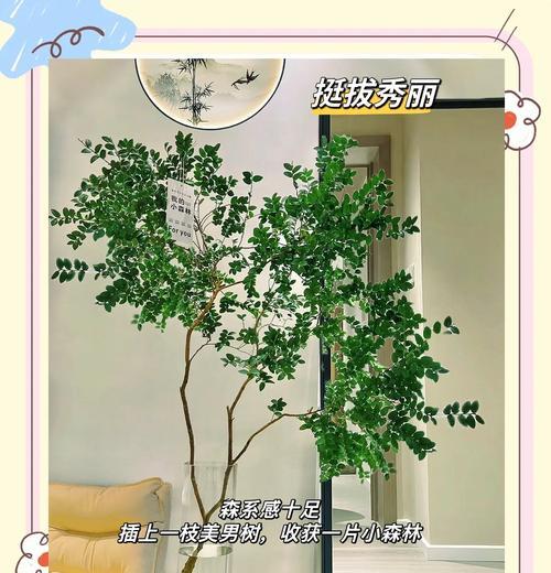 网红树盆植物养护技巧有哪些？