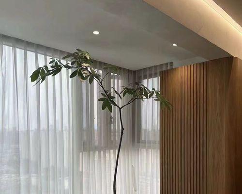 网红树盆植物养护技巧有哪些？