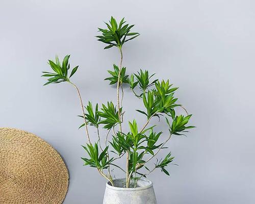 网红树盆植物养护技巧有哪些？