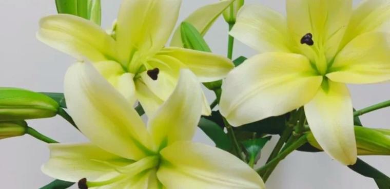 百合花在花瓶中如何养护？需要注意哪些问题？