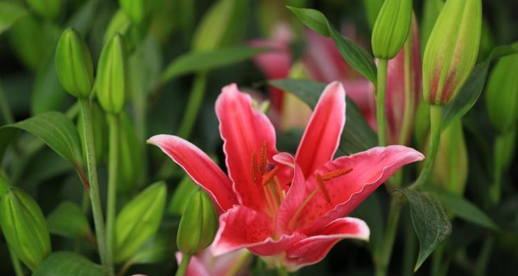 百合花在花瓶中如何养护？需要注意哪些问题？