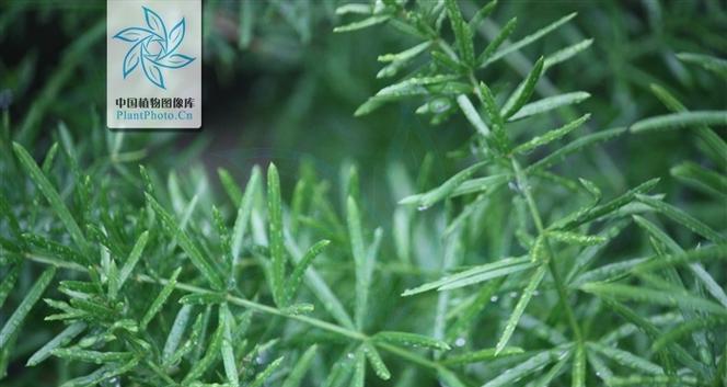 海青喂植物的方法是什么？它对植物生长有何影响？