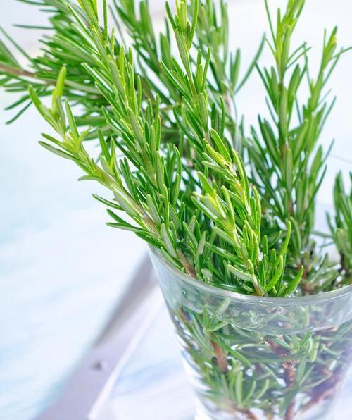 海青喂植物的方法是什么？它对植物生长有何影响？
