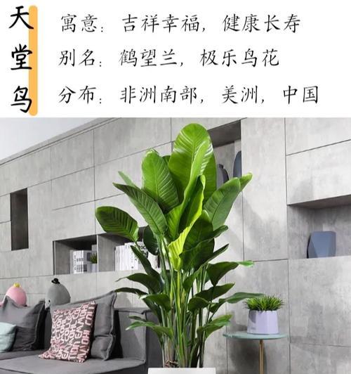 海青喂植物的方法是什么？它对植物生长有何影响？