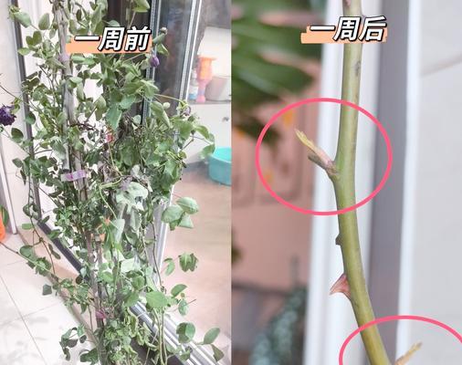 花卉会枯萎吗为什么不能养？如何预防花卉枯萎？