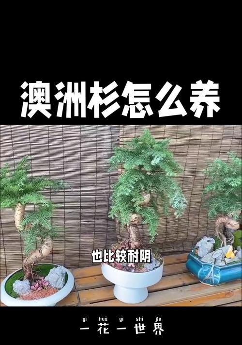花卉会枯萎吗为什么不能养？如何预防花卉枯萎？