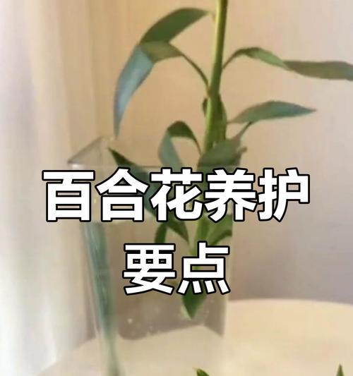 插花时百合需要加多少水？如何保持百合的新鲜度？