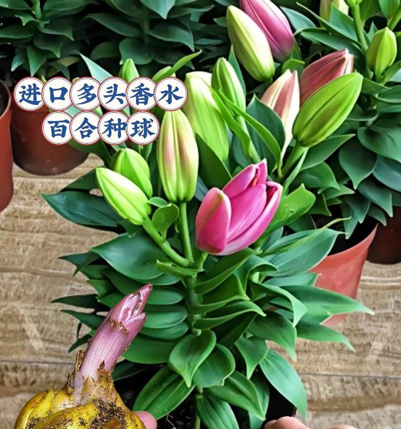 插花时百合需要加多少水？如何保持百合的新鲜度？