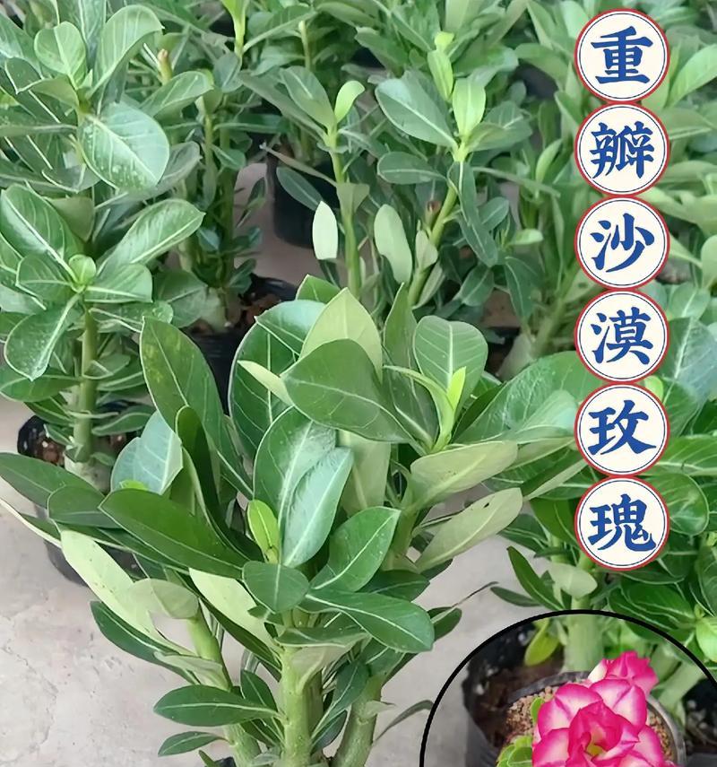 玫瑰花绿色苗的种植步骤有哪些？