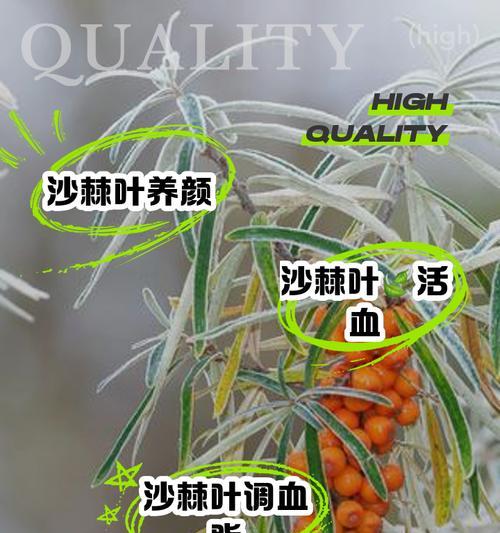 水培沙棘可以晒太阳吗？如何正确晒太阳？