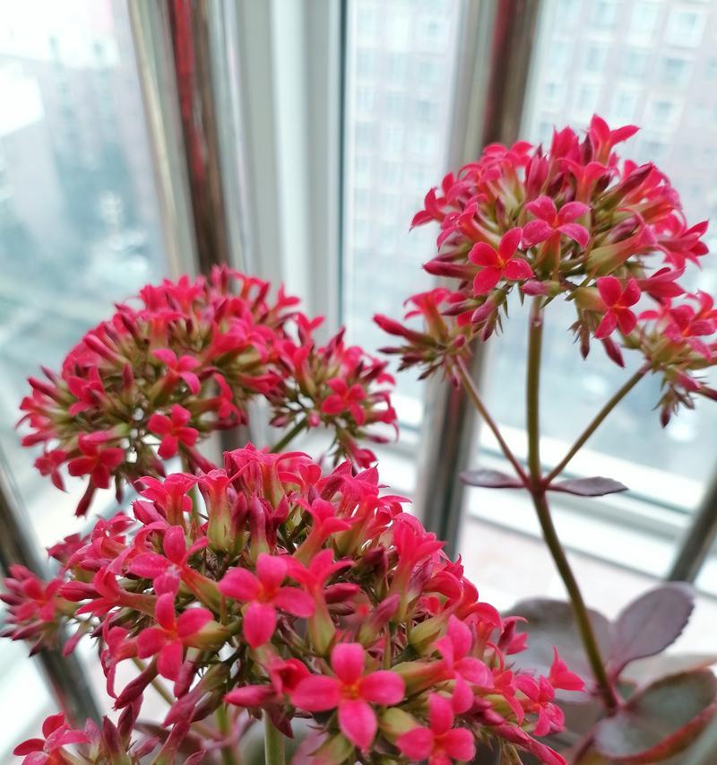 凤尾花卉的管理技巧是什么？