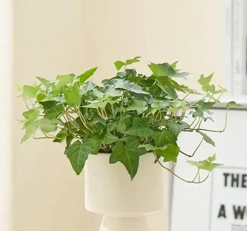 在房间里种植哪些植物最合适？它们的好处是什么？