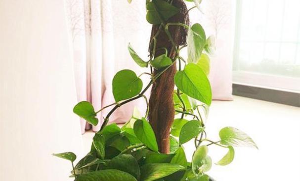 植物缺少阳光多久会死亡？如何判断植物是否缺光？
