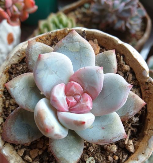 植物缺少阳光多久会死亡？如何判断植物是否缺光？