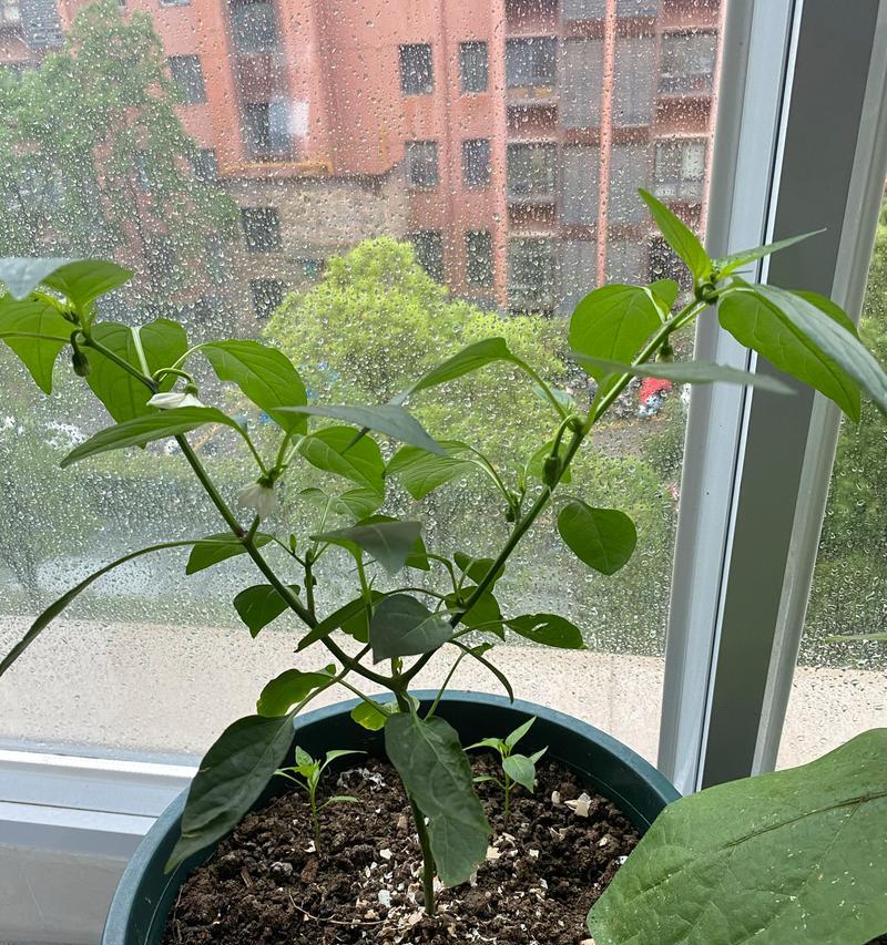 植物缺少阳光多久会死亡？如何判断植物是否缺光？