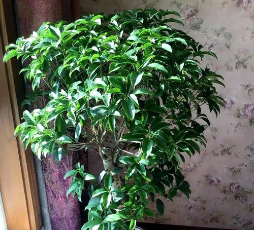 东边的房间适合放置哪些植物？它们的风水意义是什么？