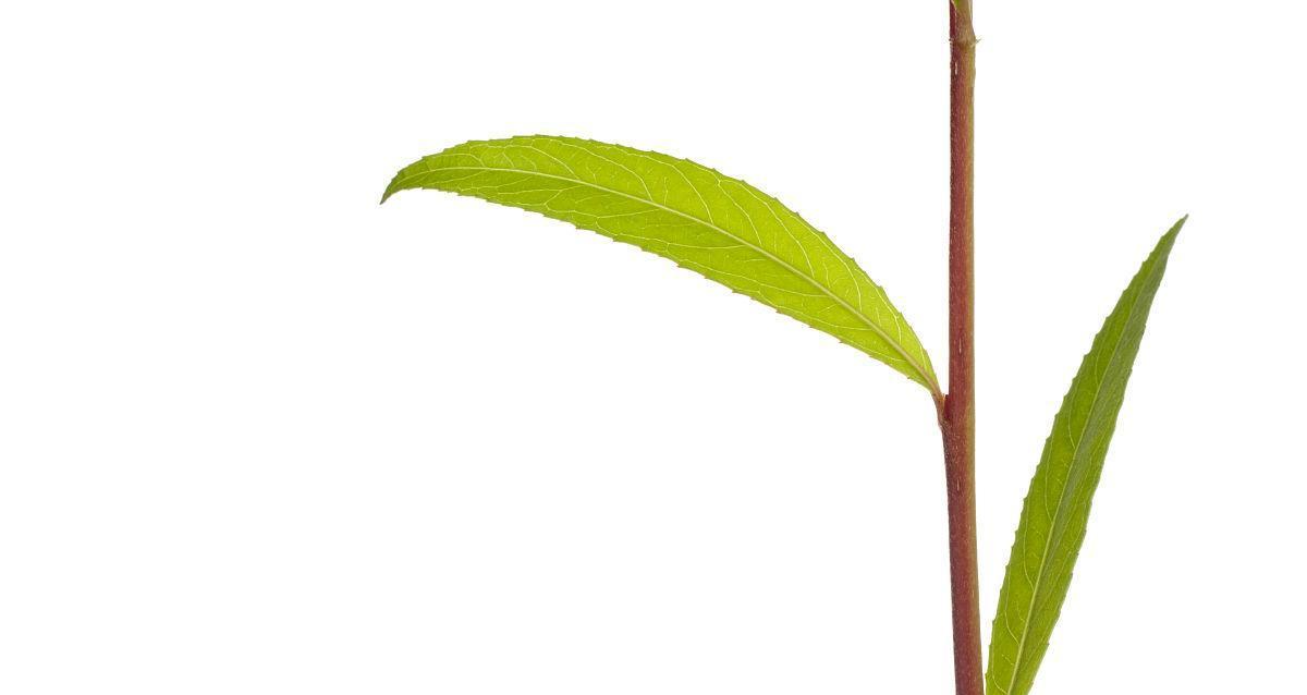 哪些植物的叶子是细长型的？