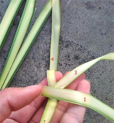 怎么做植物的样子灯笼？需要哪些材料和工具？