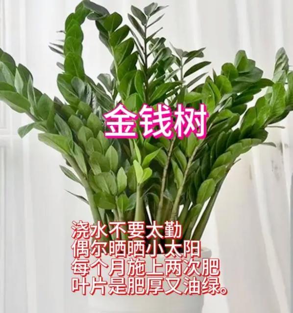 家庭养花的必选花卉品种有哪些？