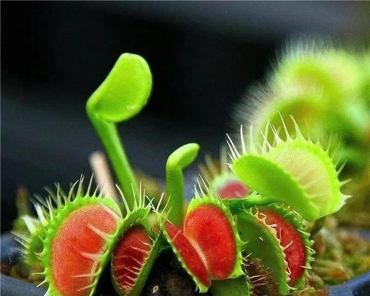 有哪些神奇有趣的植物？它们的特殊之处在哪里？