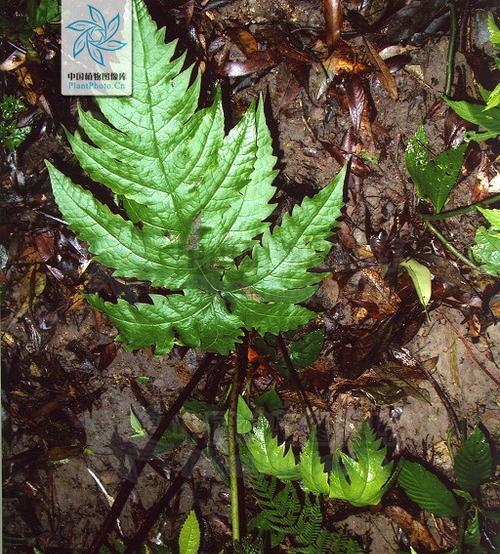 红颜如霜中出现了哪些植物？红颜如霜植物的特点是什么？