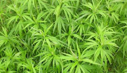 红颜如霜中出现了哪些植物？红颜如霜植物的特点是什么？
