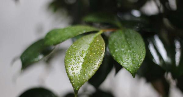 植物气味怎么写好看？如何描述植物的气味以吸引读者？