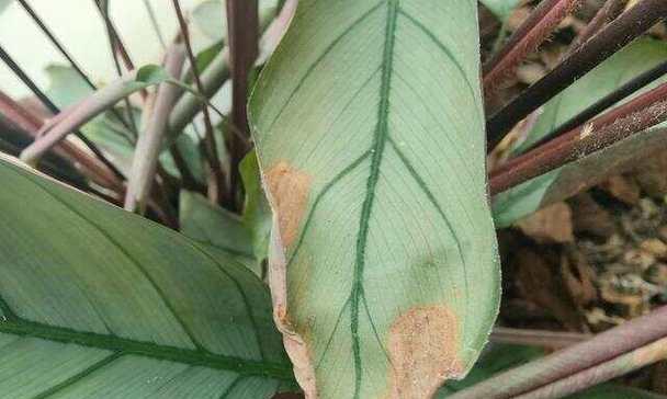 干枯花卉植物的处理方法有哪些？如何预防花卉干枯？
