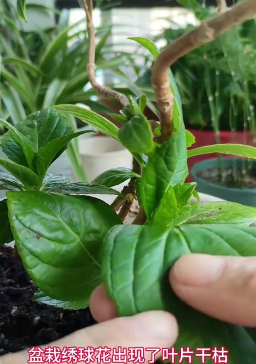 干枯花卉植物的处理方法有哪些？如何预防花卉干枯？