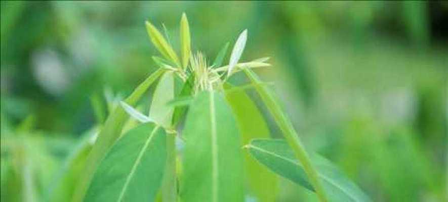 植物听音乐有哪些好处？应该选择什么样的音乐？