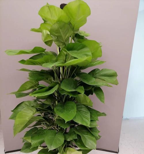 新鲜盆景植物有哪些？如何挑选适合室内装饰的盆景植物？