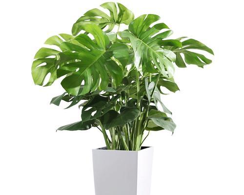 新鲜盆景植物有哪些？如何挑选适合室内装饰的盆景植物？