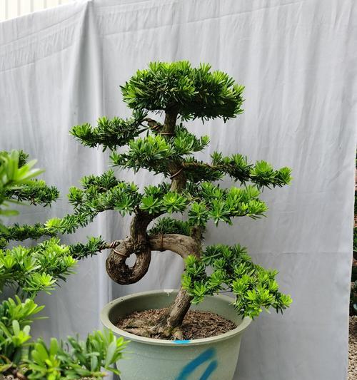 盆景制作选择哪种植物最好？盆景植物有哪些推荐？